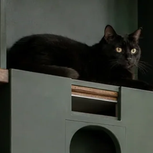 緑色の高い猫箱で休んでいる黒猫