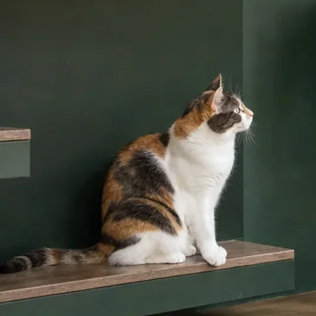 低い棚に座って上を見ている三毛猫