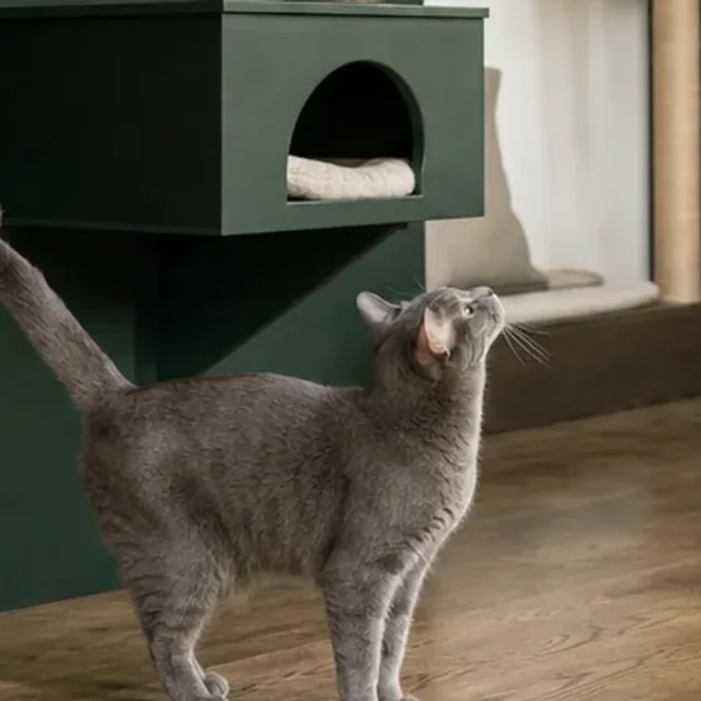 緑の猫家具の前に立つグレーの猫